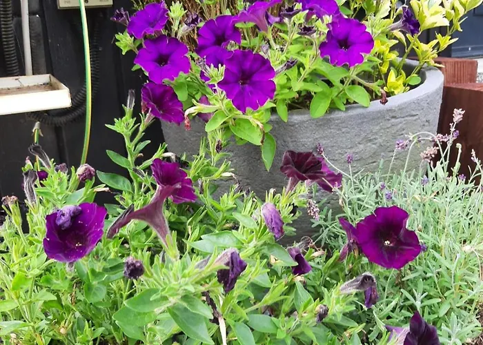 The Rebel Yew Killala